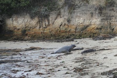 California coast elephant seals