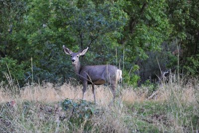 Deer in Utah DSC_8741.JPG