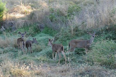 Deer in Napa valley DSC_6706.JPG