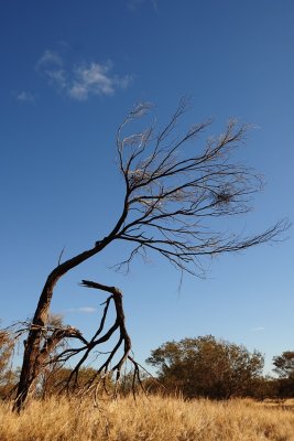 dancing in Uluru wind DSC_4960.JPG