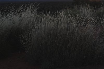 quiet bush in Uluru shadow DSC_4601.JPG