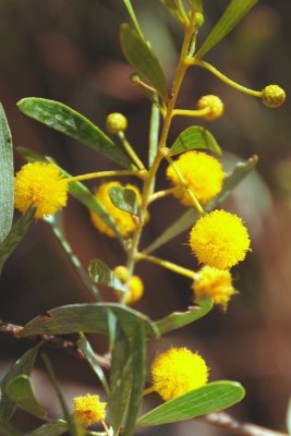 golden wattle-acacia pcnantha DSC_4878.JPG