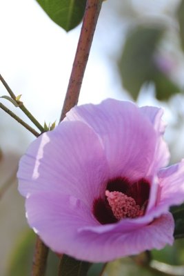 Sturt's desert rose DSC_5105.JPG