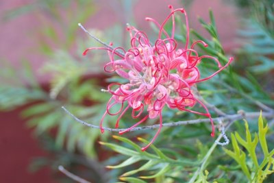 desert grevillea DSC_5141.JPG