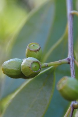 desert fig- ficus platypoda DSC_5083.JPG