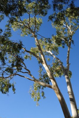 Eucalptus DSC_5169.JPG