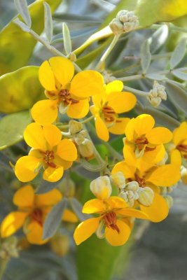 grey cassia DSC_4930.JPG