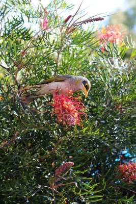 noisy miner honeyeater DSC_4490.JPG