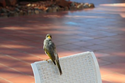 Manorina melanocephala in Ayers Rock resort DSC_4496.JPG