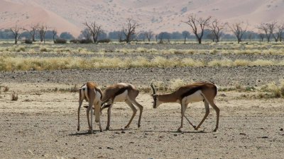 Namibia_0802.jpg