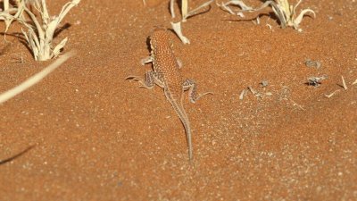 Namibia_0833.jpg