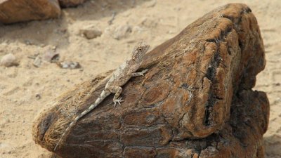 Namibia_1545.jpg