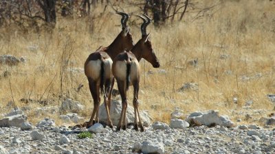 Namibia_3108.jpg