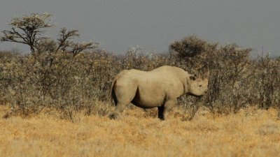 Namibia_3925.jpg