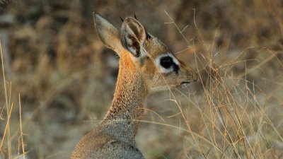 Namibia_3983.jpg