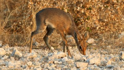 Namibia_3984.jpg