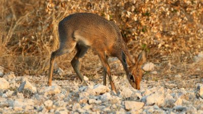 Namibia_3984.jpg