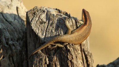Namibia_4404.jpg