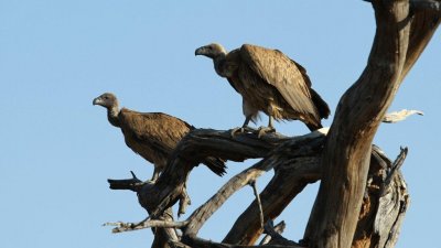 Namibia_4569.jpg