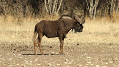 Namibia_4541.jpg