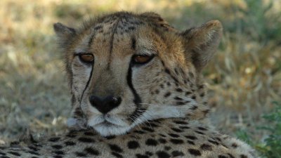 Cheetah