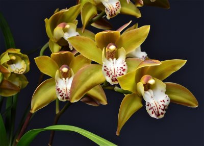 cymbidium__mem_connie_villalobos__