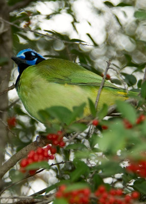 Green Jay