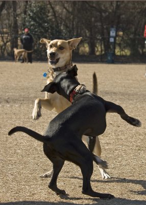 Kick'n Butt at the Dog Park