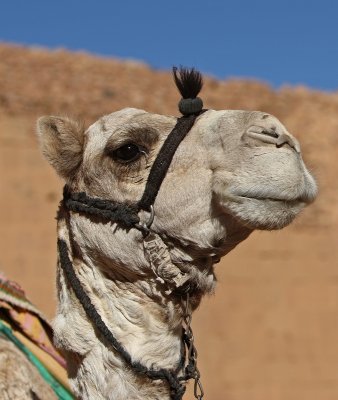 White camel 