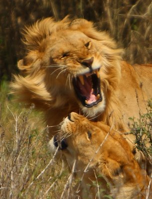 Lion Mating ʨӽ䡿