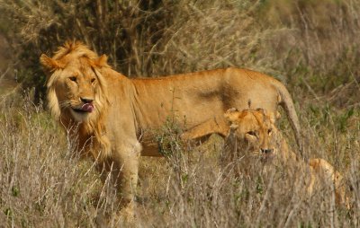Lion Mating 【狮子交配】