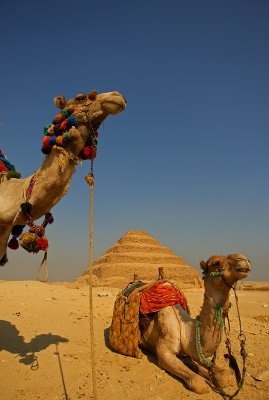 Camels in front of Saqqara Pyramid, the oldest pyramid in Egypt history ݽǰϵĽ