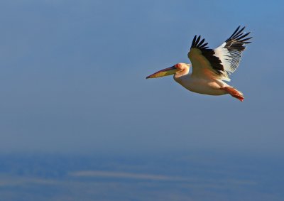 Pelican, Lake Nakuru in Kenya 