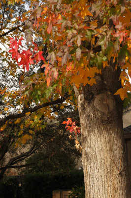 SRS_0335.jpg