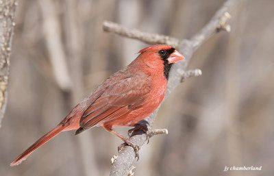 cardinal / northern cardinal