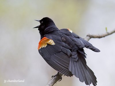 carouge a paulettes / red-winged blackbird