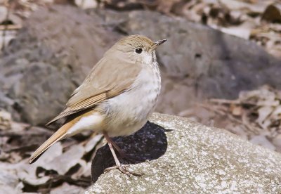 grive solitaire / hermit thrush