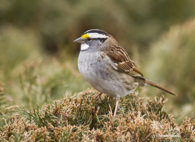 bruant a gorge blanche / white-throated sparrow