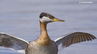 grebe jougris / red-necked grebe