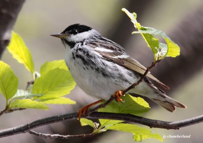 paruline raye / blackpoll warbler