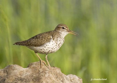 chevalier grivel / spotted sandpiper