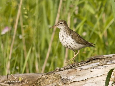 chevalier grivel / spotted sandpiper