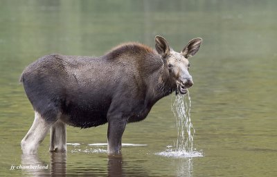 orignal / young moose