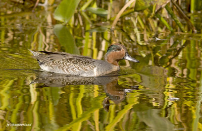 sarcelle dhiver / green winged teal