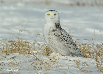 harfang des neiges / snow owl