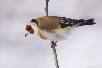 chardonneret lgant / european goldfinch