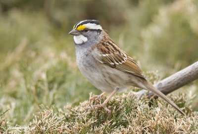 bruant a gorge blanche / white-crowned sparrow