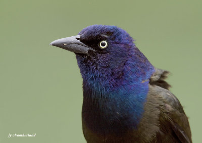 quiscale bronz / common grackle