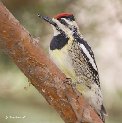 pic macul / yellow-bellied sapsucker