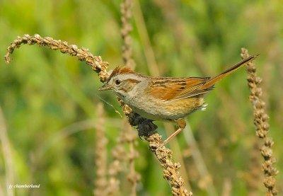 bruant de lincoln / lincoln's sparrow